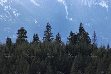 Photo of tree line in Washington