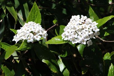 Photo of white flowers in Washington