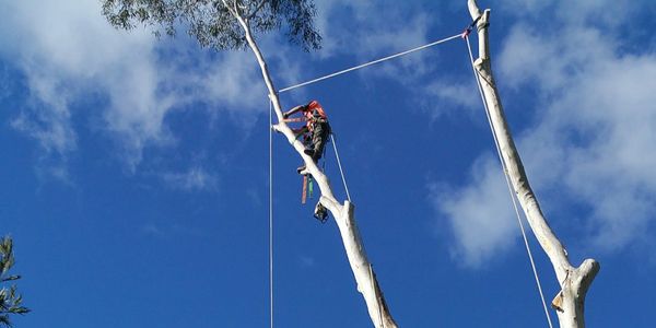 Tree removal by climbing access to dismantle tree using rigging techniques.