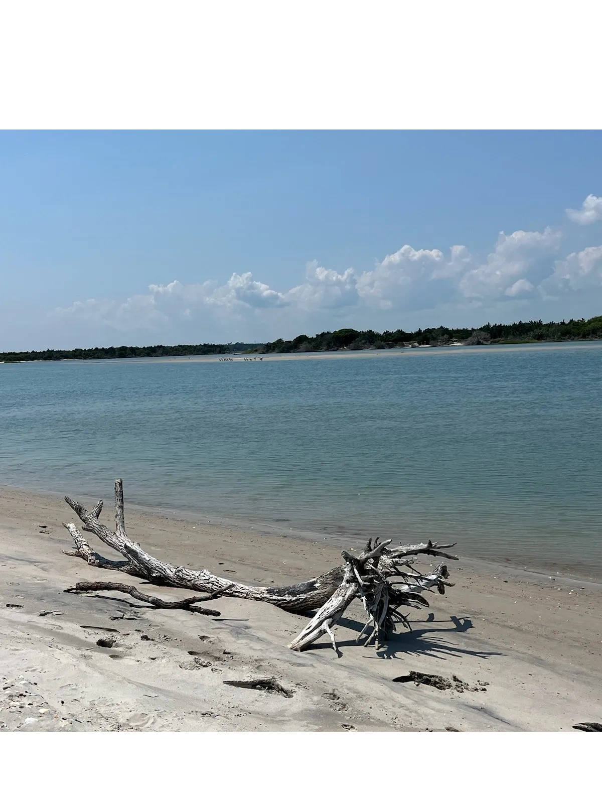 Crystal blue water and driftwood