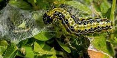 Box tree blight caterpillar eating leaves