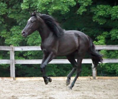 OSADIA OROS SSA 2010 Andalusian Mare carries the bloodlines of Agente, Azure Skies Andalusian Ranch