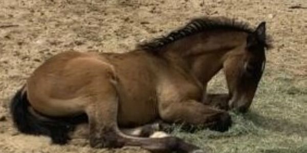 Andalusian Horse for sale
BRIOSO BELIUS AS -DOB 5/18/23
PRE Pure Spanish Colt 
Ch. Bloodline