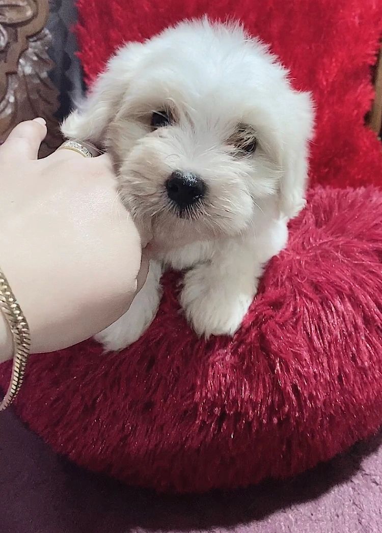 petfinder maltese