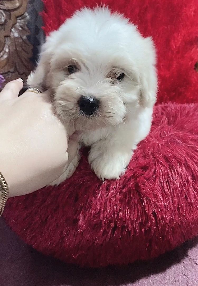 petfinder maltese