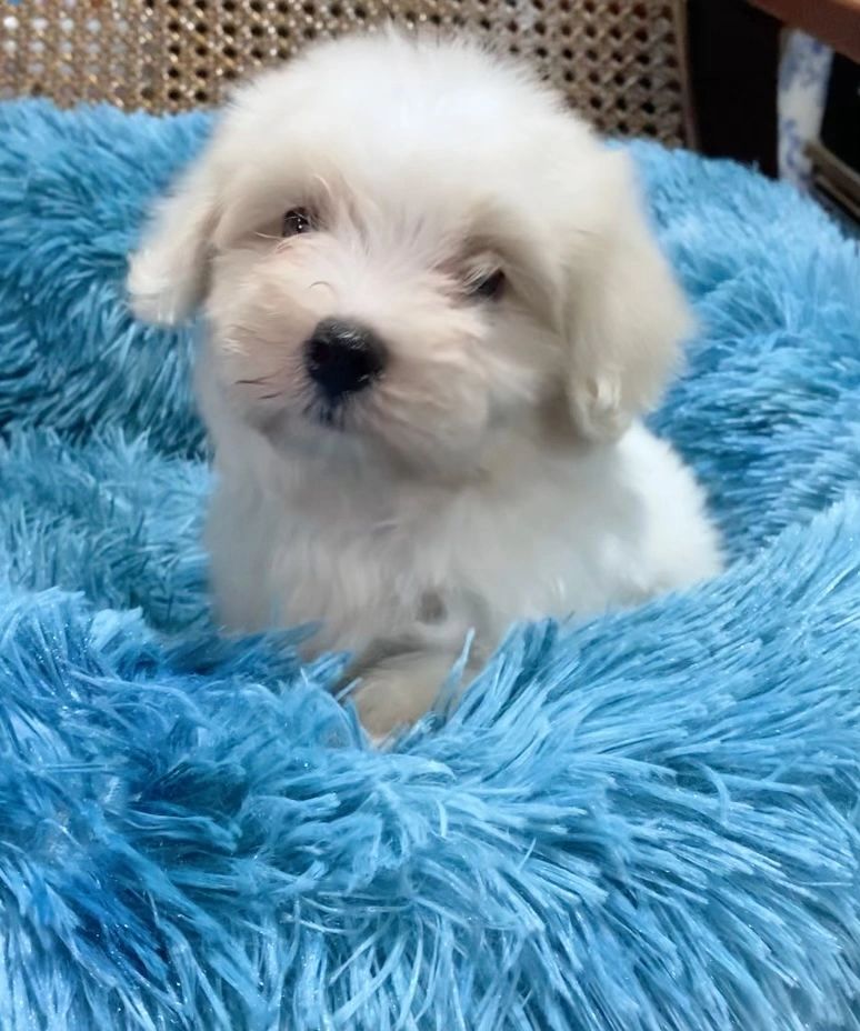 petfinder maltese
