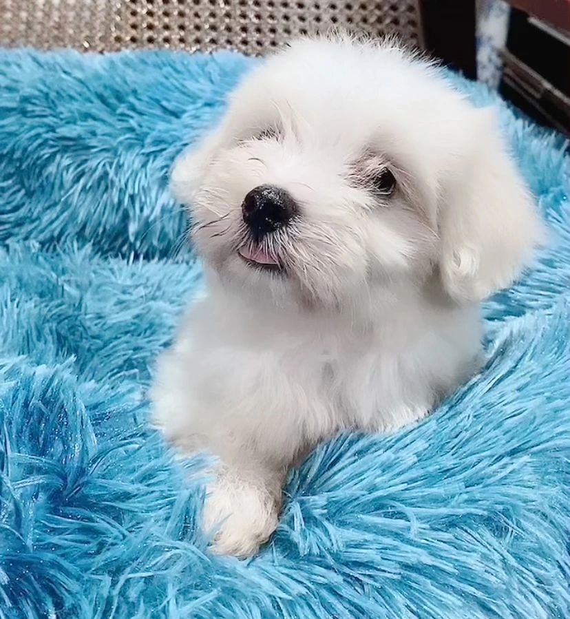 petfinder maltese