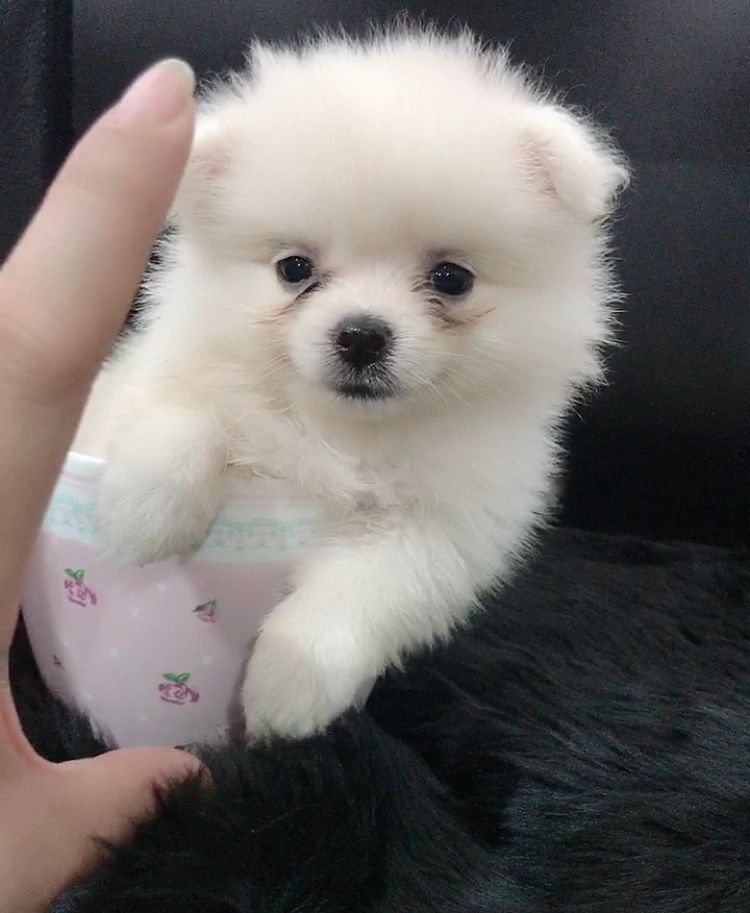 Pomeranian Sold 19 Dog Finder Philippines