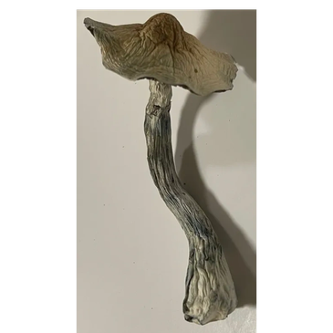 A dried, curved mushroom with a wrinkled cap and stem.