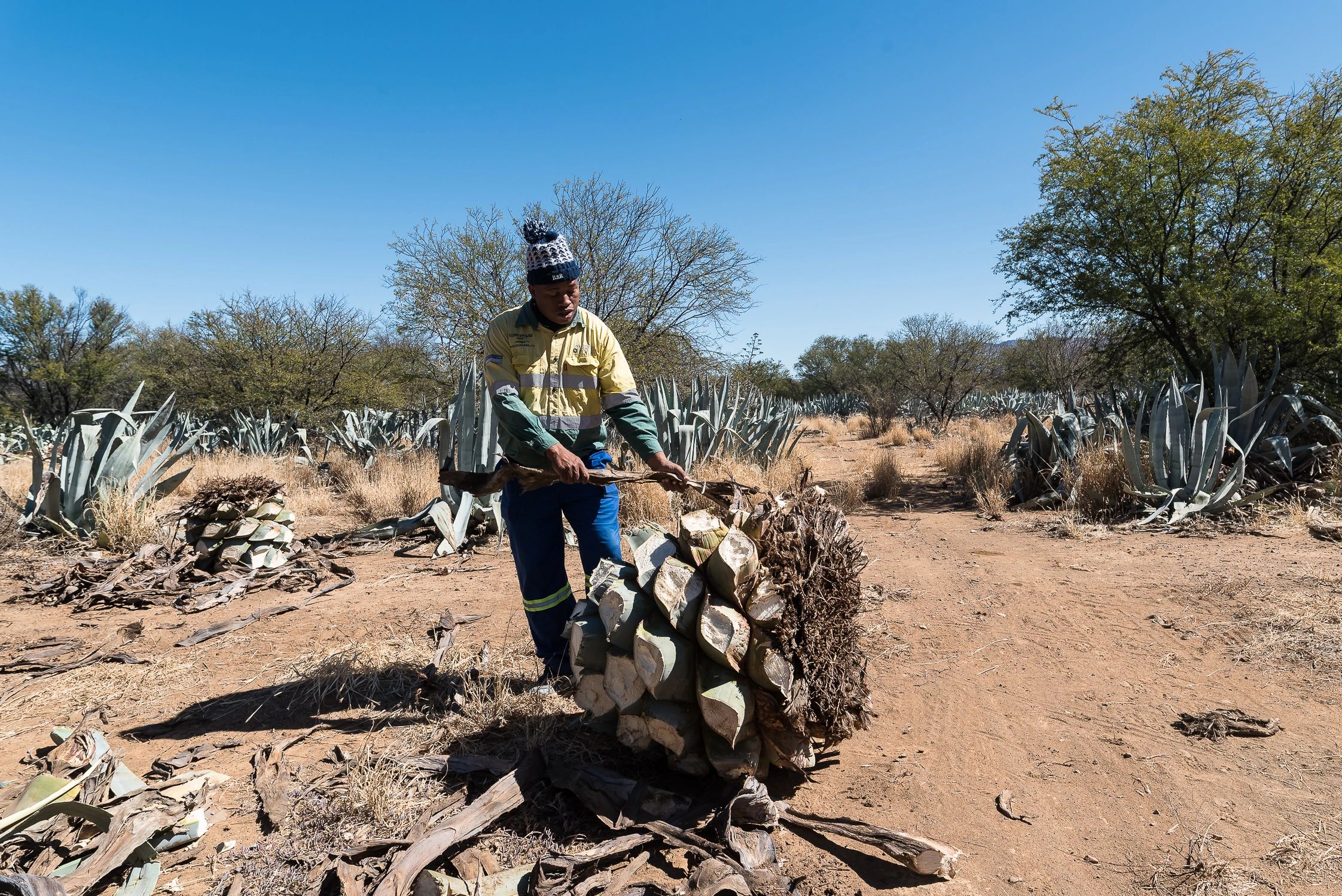 THE GLOBALIZATION OF AGAVE SPIRITS.