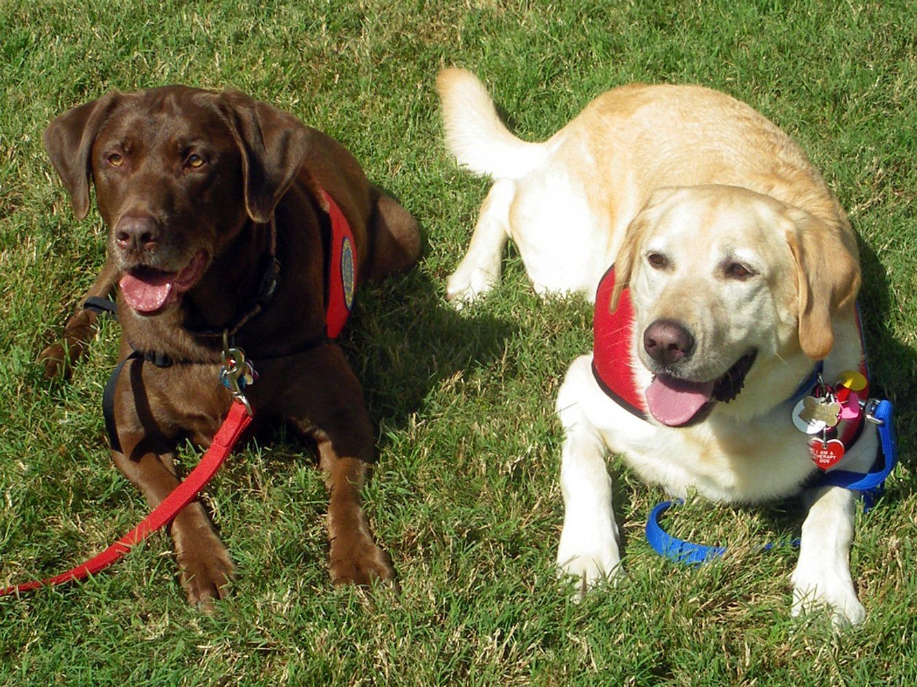 Two therapy dogs laying the grass.