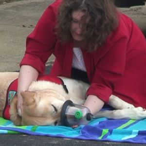 Woman demonstrating use of pet oxygen mask on her labrador retriever.