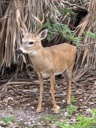 A young buck with small antlers stands alert in a natural, leafy environment.