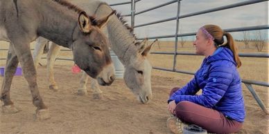 two burros in training