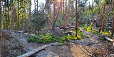 living and dead trees on hiking trail in Colorado