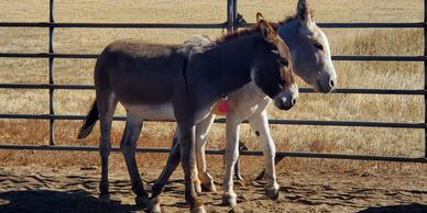 two donkeys in a corral