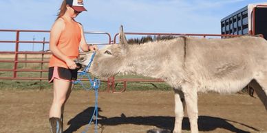 halter breaking blm burro moon of blue and moon burros