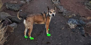 dog wearing boots on lava trail