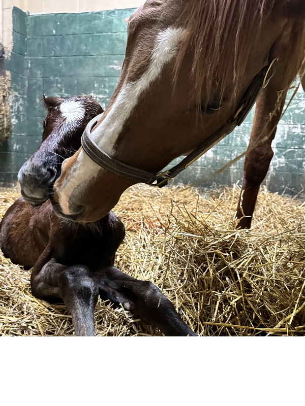 mare taking care of dummy foal