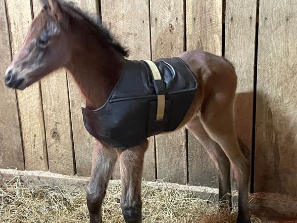 Foal Life classic air compression vest.
foallife.com