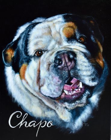 Chapo: tri-color bulldog