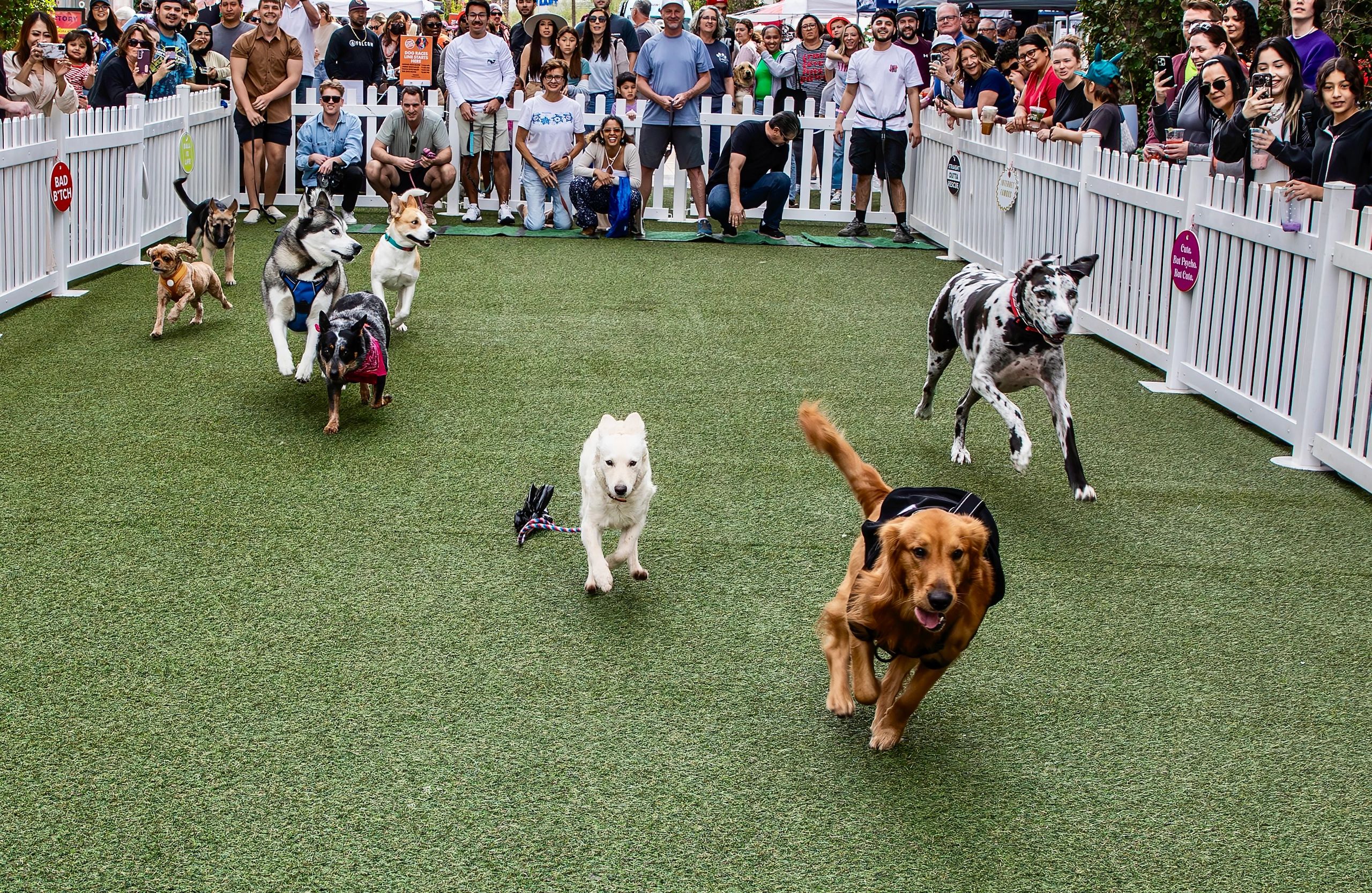 Dogs racing on a turf field with crowd watching.