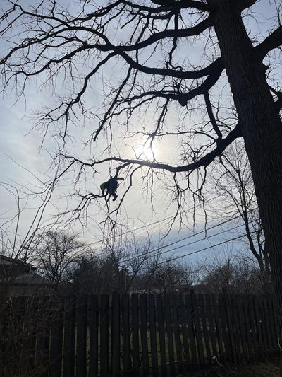 Tree Care Ohio arborist pruning a mature tree in Central Ohio during winter