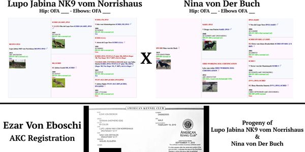 Pedigree and health clearances for German Shepherds Lupo Jabina NK9 and Nina von Der Buch.