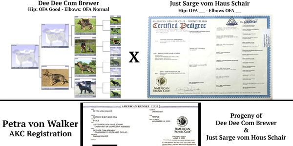 Pedigree and registration documents for German Shepherd dogs and their progeny.