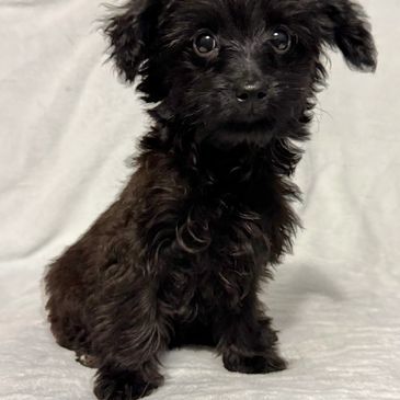 Small black fluffy puppy with big eyes sitting on a light background.