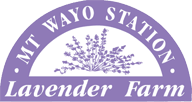 Mt Wayo Station Lavender Farm