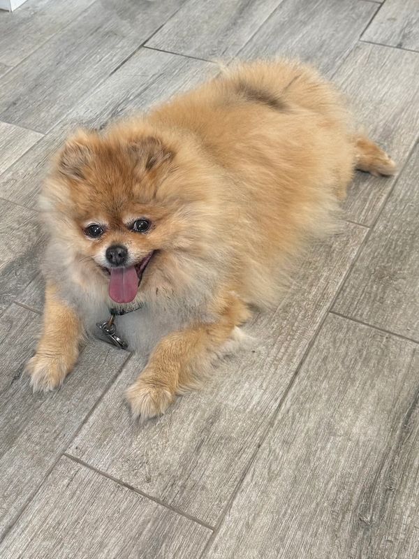 Fluffy Pomeranian dog lying on a wooden floor, tongue out and looking happy.