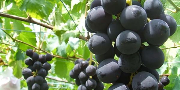 Clusters of ripe black grapes hanging on the vine.