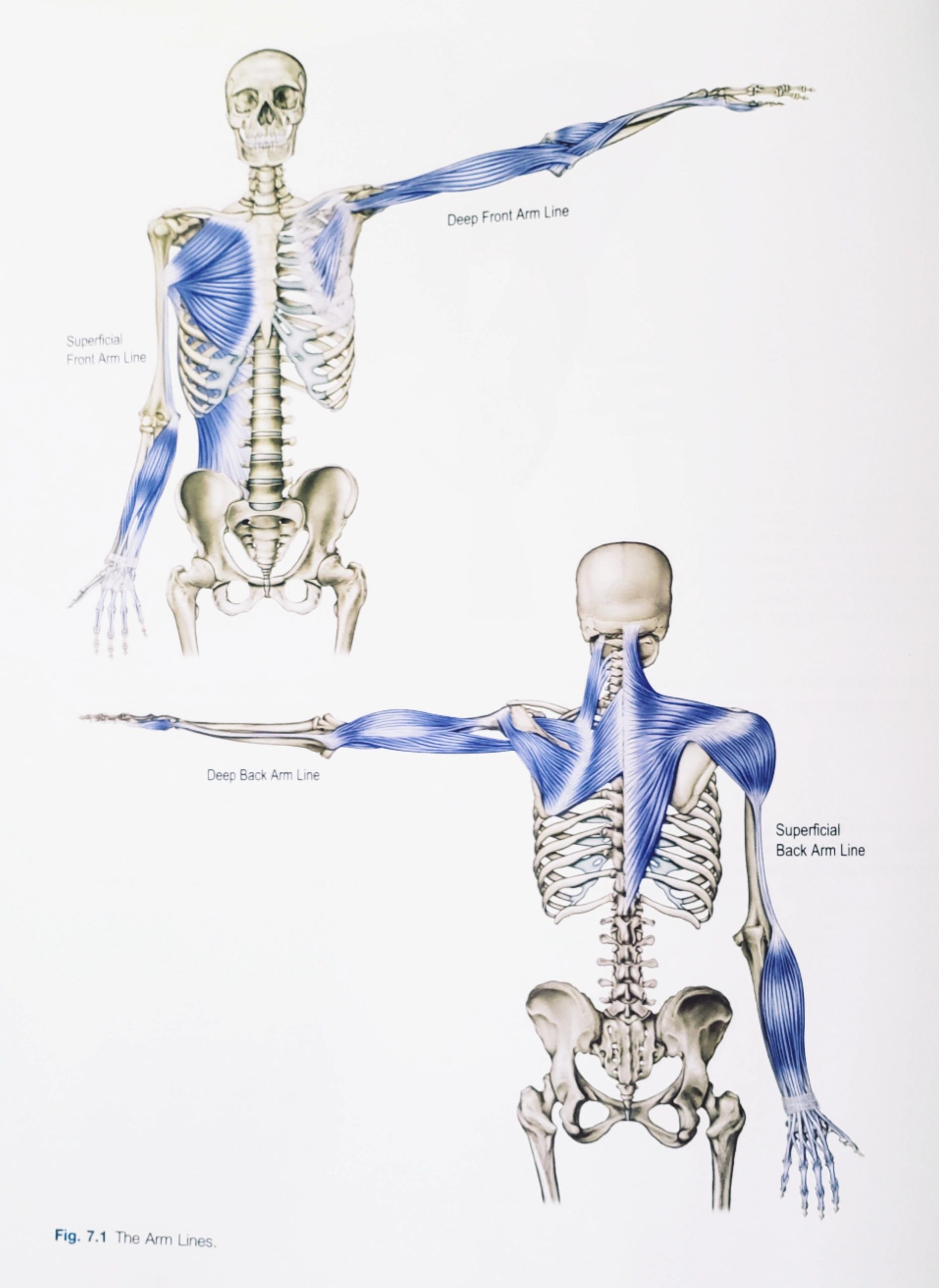 Pro Health Clinic - The Superficial Back Arm Line (SBAL): - The