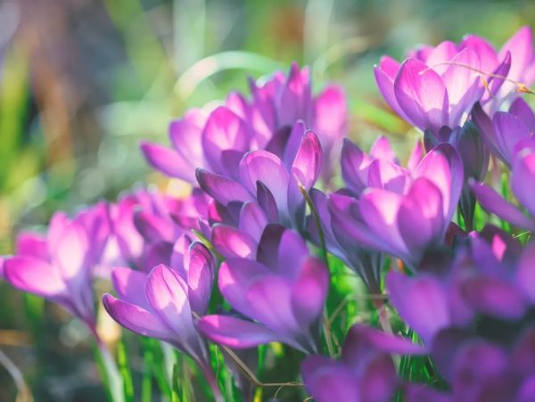 Purple flowers