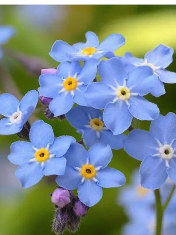 Forget me not flowers