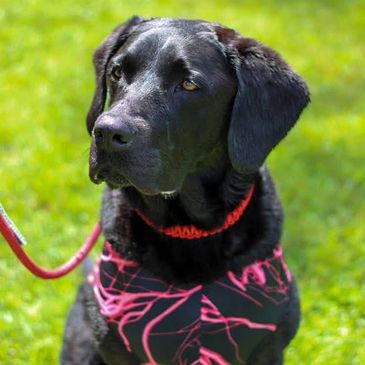 A Black Lab wearing a red collar and a stylish suit, seated.