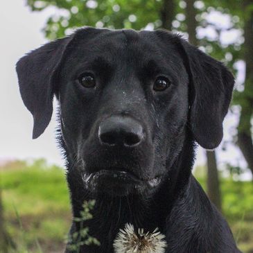 A curious black lab peers from behind a dandelion.