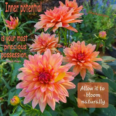 Five dahlia flowers in full bloom with text: Inner potential is your most precious possession.