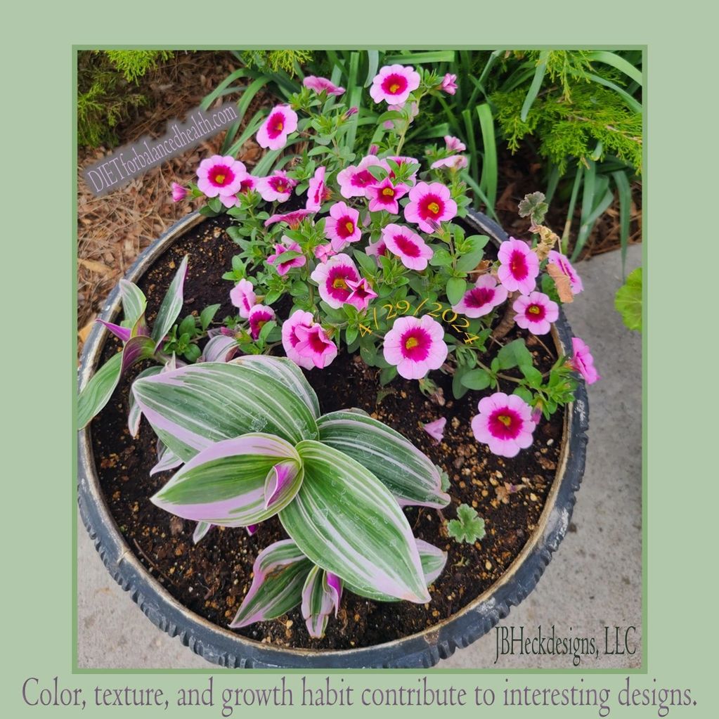 Two shaded pink with yellow center trailing plant sets off the variegate pink & green foliage plant.