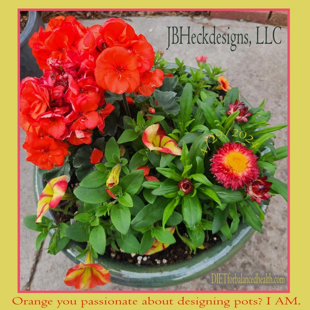 A planter designed in orange: Geranium, straw flower and trailing plants with stripy yellow/orange.