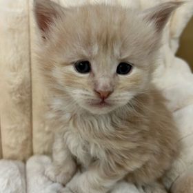 Prancer, male, from our Reindeer, litter is available. Please contact for more information. 