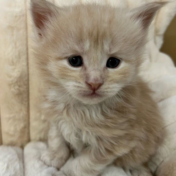 Prancer, male, from our Reindeer, litter is available. Please contact for more information. 