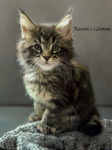 This stunning little boy is playful and affectionate.
Message for more information. 