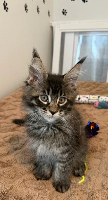 Rune is a sweet, curious male looking for a loving family.