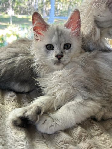 Luna is available for her forever family! She's a black high smoke polydactyl (6/6/6/6) 