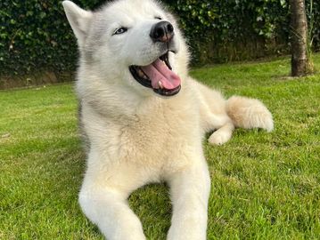 Happy white husky lying on green grass outdoors.
