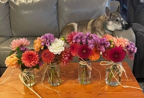 Dahlia Dogs Flower Farm
