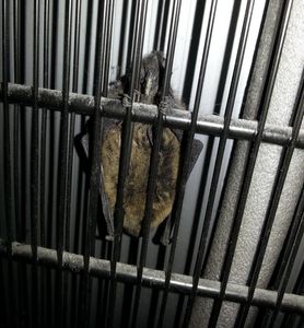 Bat trapped behind rear grill of a frezzer. Successfully released after taking fridge apart!