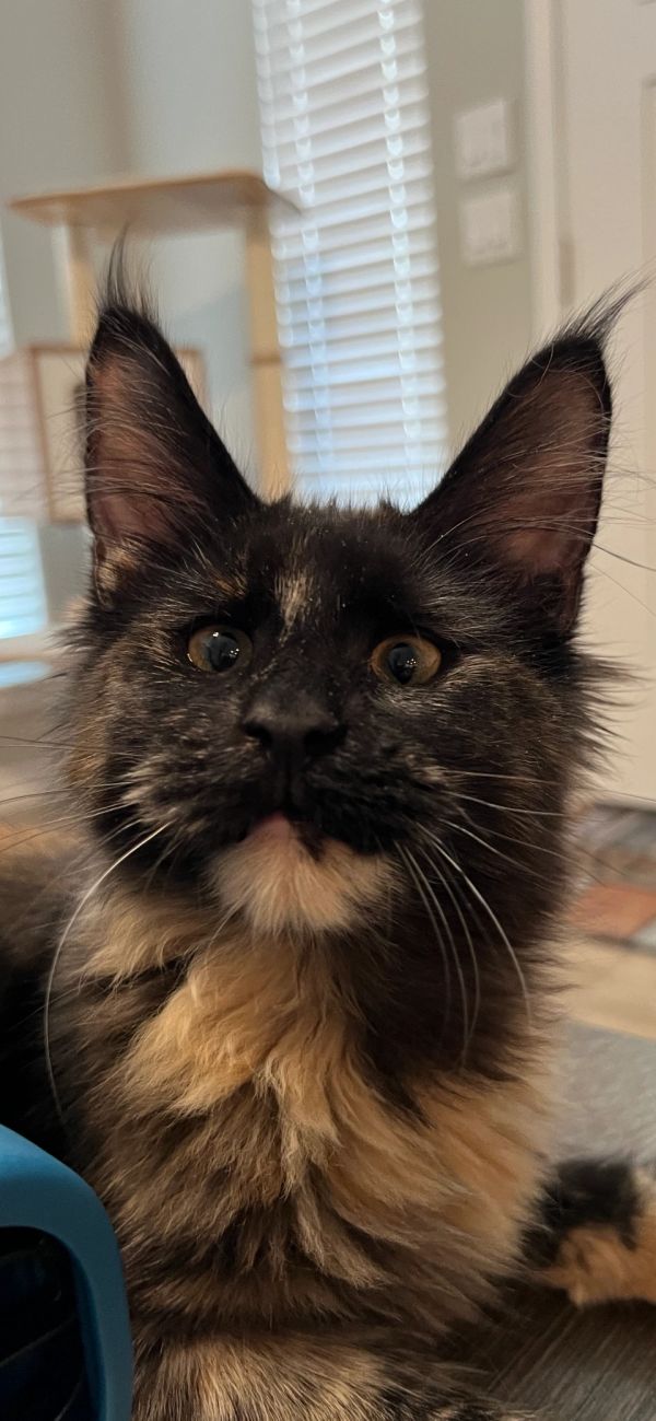 Close-up of a curious, fluffy tortoiseshell cat with striking eyes and tufted ears.